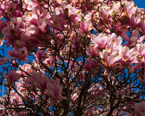 Magnolia blossom in spring