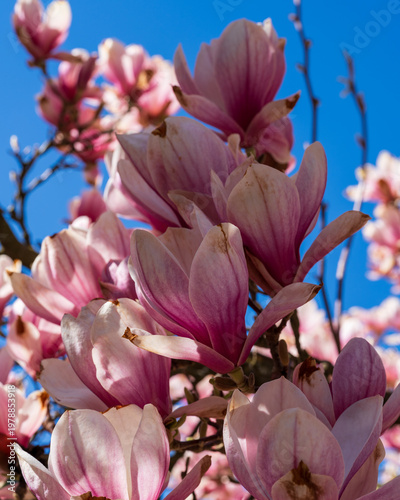 Magnolia blossom in spring