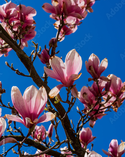 Magnolia blossom in spring
