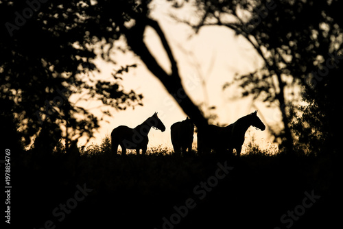 Horses standing silhouette