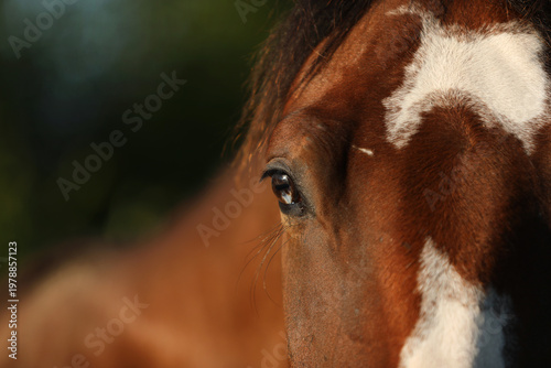 Horse blue eye close up
