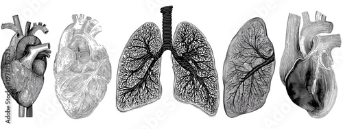 Artistic Illustration of Heart and Lungs Representing Human Anatomy and Health Concepts