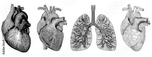 Artistic Illustration of Heart and Lungs Representing Human Anatomy and Health Concepts
