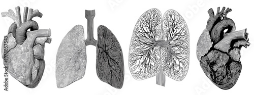 Artistic Illustration of Heart and Lungs Representing Human Anatomy and Health Concepts
