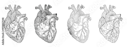 Artistic Illustration of Heart and Lungs Representing Human Anatomy and Health Concepts