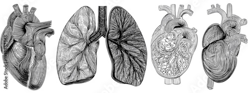 Artistic Illustration of Heart and Lungs Representing Human Anatomy and Health Concepts