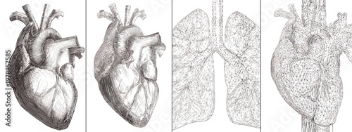 Artistic Illustration of Heart and Lungs Representing Human Anatomy and Health Concepts