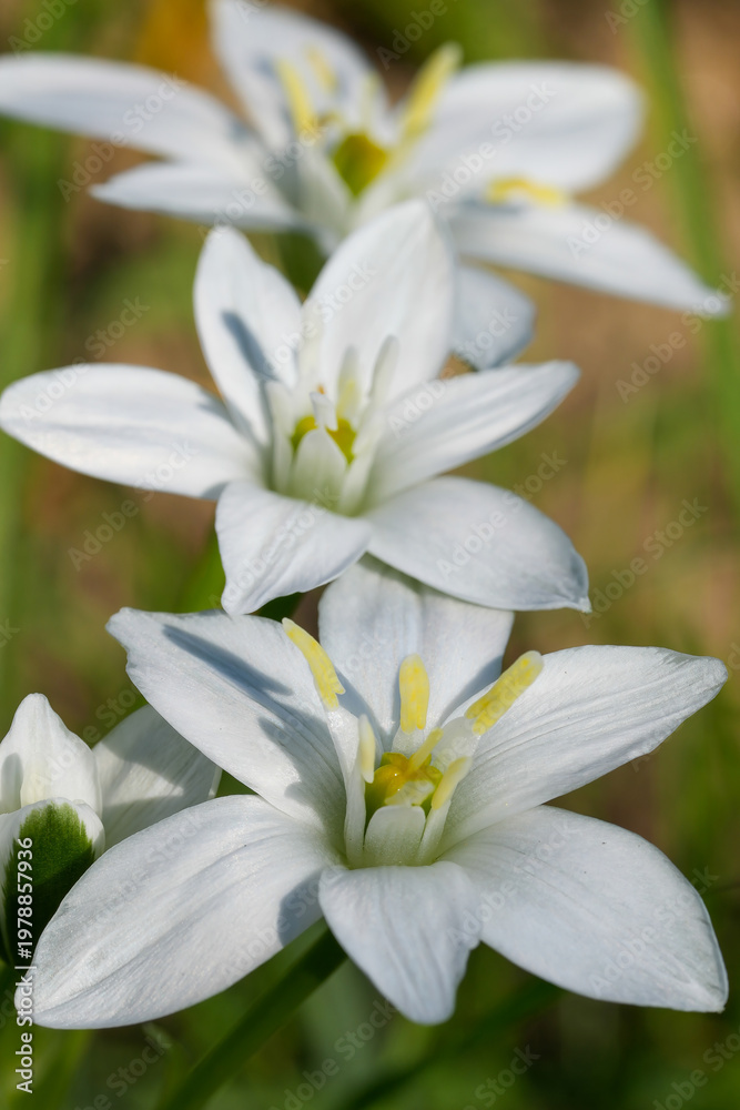 Fototapeta premium Closeup on the vibrant white flower of the garden star-of-Bethlehem wildflower, Ornithogalum umbellatum