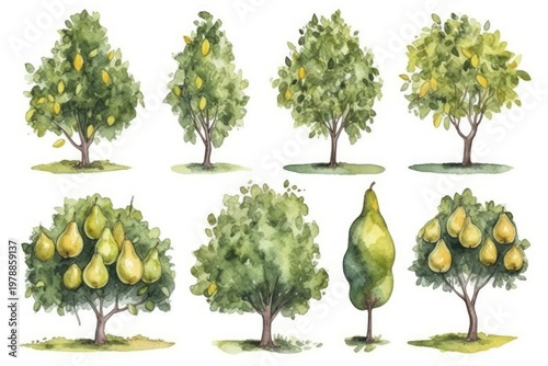 Watercolor Illustration of Pear Trees in Various Stages of Growth