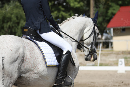 Close-up of a dressage horse under saddle at a summer competition. Beautiful quality leather saddle