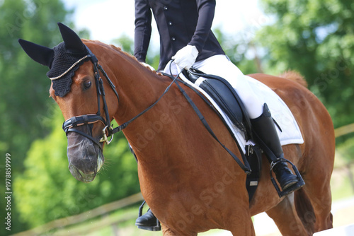 Close-up of a dressage horse under saddle at a summer competition. Beautiful quality leather saddle