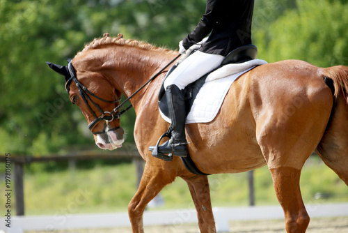 Close-up of a dressage horse under saddle at a summer competition. Beautiful quality leather saddle