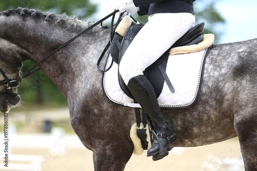 Close-up of a dressage horse under saddle at a summer competition. Beautiful quality leather saddle