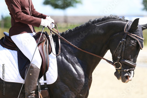 Close-up of a dressage horse under saddle at a summer competition. Beautiful quality leather saddle