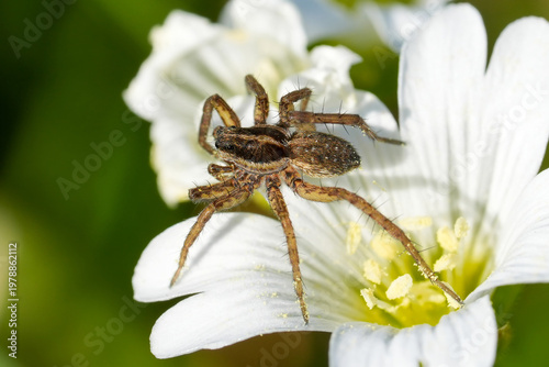 Photography Closeup on a colorful brown Wolf spider, Pardosa species on a white garden star-