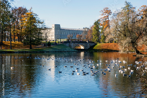 An autumn landscape with Lake Beloye, a large flock of seagulls, and the Grand Gatchina Palace in Palace Park. Gatchina, Leningrad Oblast, Russia