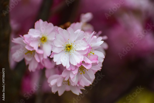 Delicate pink cherry blossoms bloom in soft focus during springtime