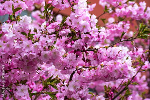 Delicate pink cherry blossoms bloom vibrantly on tree branches in spring