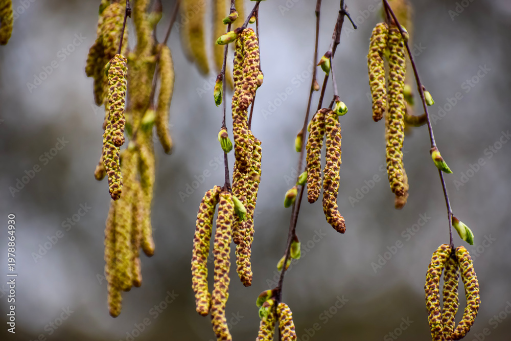 Naklejka premium Delicate catkins hang from tree branches in early spring, signaling new growth