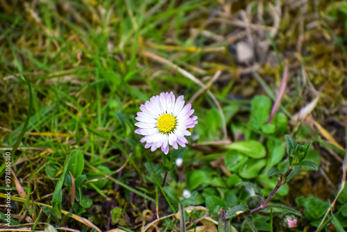 Delicate daisy flower with white petals and yellow center blooming in green grass