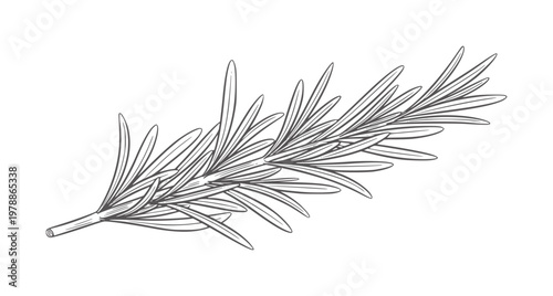 Hand drawn of a rosemary sprig with thin needles herb plant botanical outline