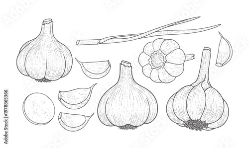 Hand drawn of garlic bulbs cloves and stalks white food
