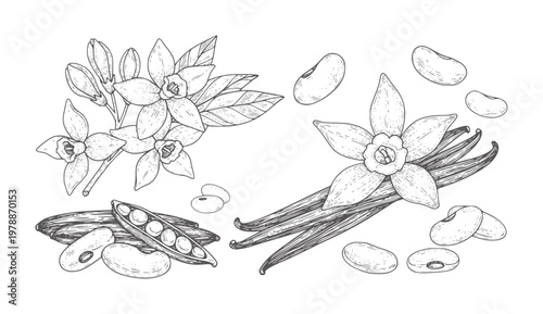 Hand drawn vanilla flowers pods and beans botanical