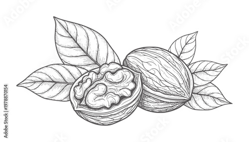 Line of two walnuts one cracked open surrounded by leaves food leaf