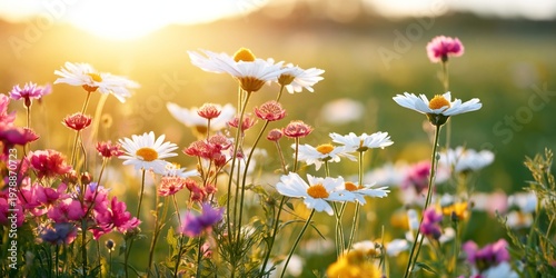Wildflowers Bloom Under Sunlight in a Meadow During Springtime