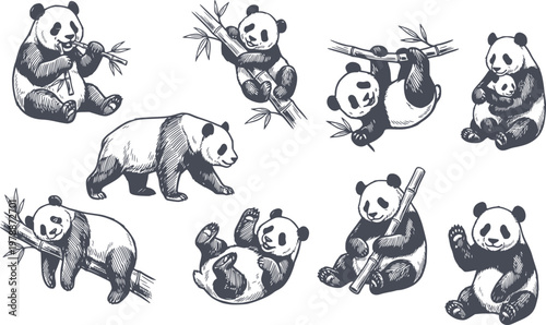 professional set of panda bears in various poses including eating bamboo and climbing without white fills featuring black hand drawn style for easy editing