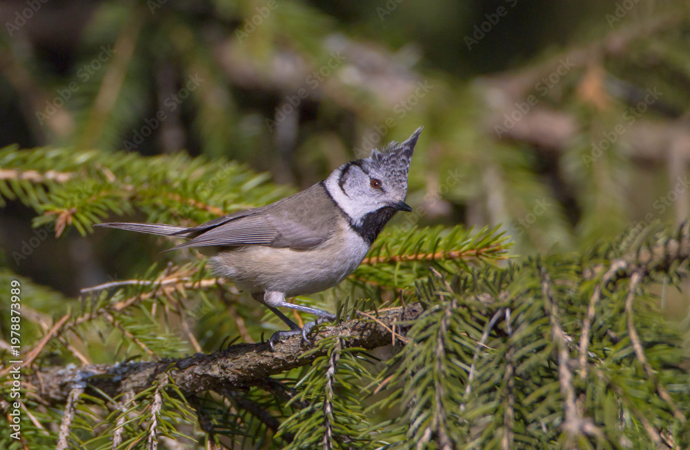 Fototapeta premium Crested tit at forest in spring