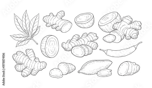 Hand drawn ginger root slices leaves and chili pepper leaf