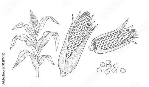 Line of a corn plant with husked and unhusked ears and kernels maize stalk leaves