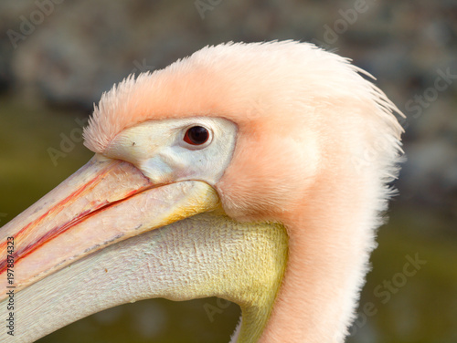 portrait of a pelican