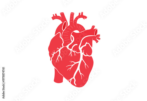 Red vector of a human heart with anatomical structures and blood vessels