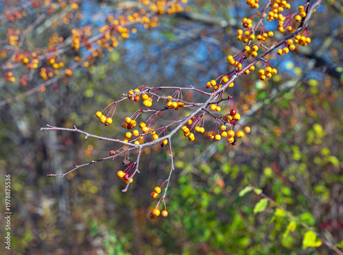 Winterberries in Yellow Phase in the Fall