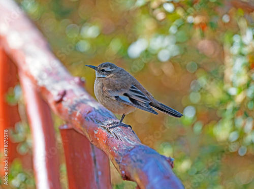 Cream Winged Cinclodes on a Wooden Railing