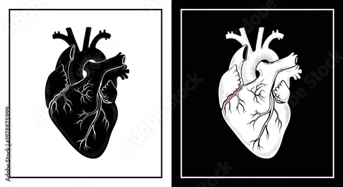 A striking diptych presents detailed anatomical illustrations of a human heart in contrasting palettes