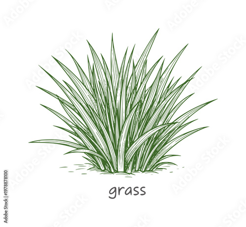 Green grass clump with hand drawn lines and text nature plant