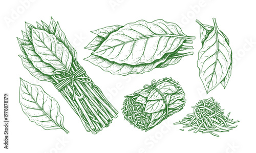 Green leafy herbs and vegetables sketched in vintage style leaves