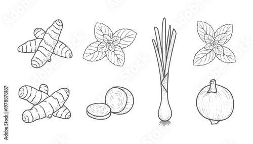 Hand drawn collection of turmeric mint lemongrass and onion ginger