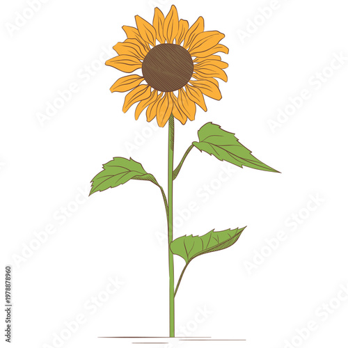 Sunflower botanical vector illustration in hand drawn vintage engraving style. Blooming yellow flower with stem and leaves isolated on white background for floral design, print and decor.
