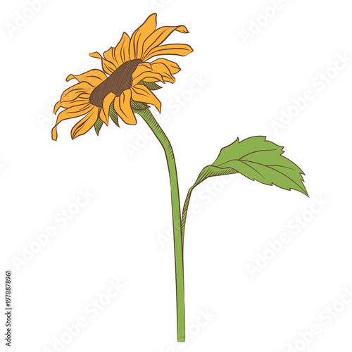 Sunflower botanical vector illustration in hand drawn vintage engraving style. Yellow blooming flower with stem and leaf isolated on white background for floral design, print and decor.