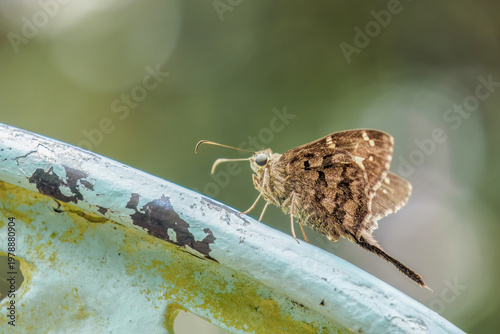 A lilac-banded longtail skipper butterfly perched on a metal garden chair
