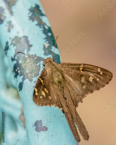 A lilac-banded longtail skipper butterfly perched on a metal garden chair