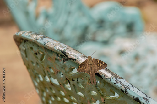 A lilac-banded longtail skipper butterfly perched on a metal garden chair