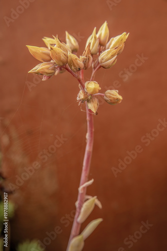 Pearl echeveria buds and stem supporting a spiderweb