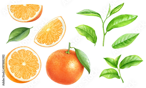Green tea leaves and orange fruits watercolor hand drawn illustration