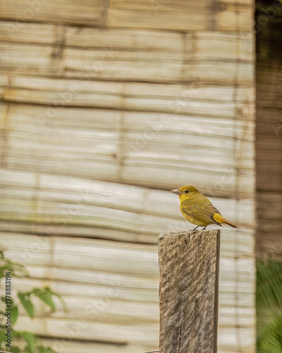 A yellow female of the summer tanager bird perched on a fence post