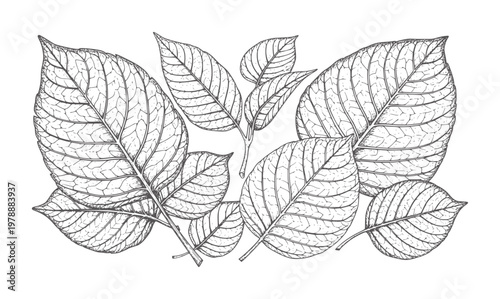 Black and white of multiple textured leaves leaf botanical nature plant